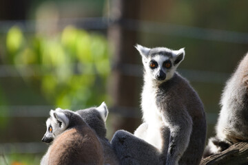 Fototapeta premium Curious Ring Tailed Lemurs Together