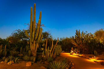 Saguaro Cactus Illuminated at Night at Desert Botanical Garden Arizona © PhotoSpirit
