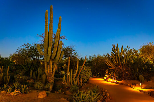 Saguaro Cactus Illuminated at Night at Desert Botanical Garden Arizona
