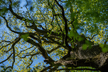 las gałęzi © Michal