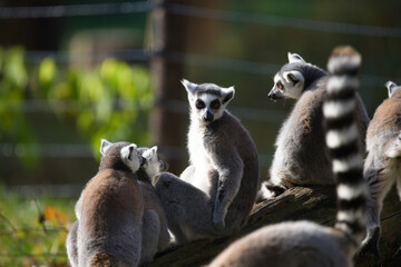 Fototapeta premium Family of Ring Tailed Lemurs Together