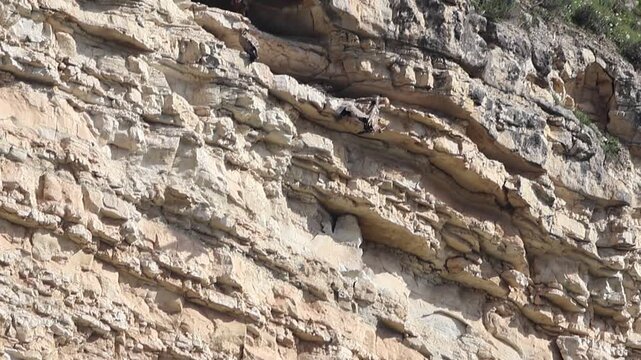Slow motion (100fps) of a Griffon Vulture (Gyps fulvus) landing on a cliff in Cyprus