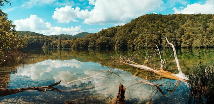 Panoramic View of Crystal Clear Turquoise Lake with Sunken Trees at Plitvice Lakes National Park
