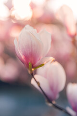 Obraz premium Blooming magnolia flowers in sunset sunlight, dreamy spring blossom with soft bokeh, romantic floral nature background. Gorgeous majestic springtime artistic wallpaper