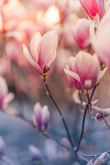 Obraz premium Blooming magnolia flowers in sunset sunlight, dreamy spring blossom with soft bokeh, romantic floral nature background. Gorgeous majestic springtime artistic wallpaper