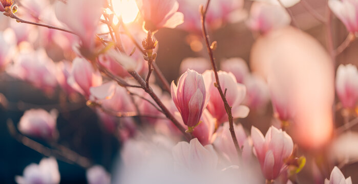 Magnolia blossom flowers glowing in warm sunset light, soft pink petals with dreamy bokeh background, romantic spring floral scene, delicate garden bloom, elegant botanical nature artistic wallpaper
