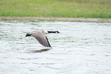 Goose in Flight © Laramie