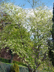 Fototapeta premium Prunus padus - Stunning tree of bird cherry in spring flowering of abundant white flowers in racemes with this almond-scented along brown branches and twigs adorned with green petiolate leaves 