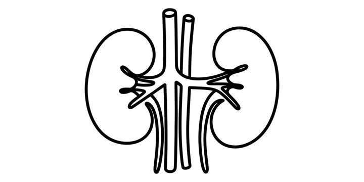 A simple black and white line drawing of the human kidney anatomy with connected blood vessels Vector, illustration