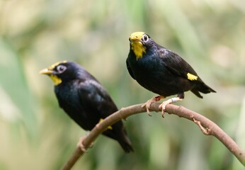 Obraz premium Golden-crested myna