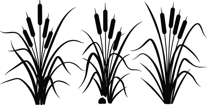 Cattail reed silhouette vector set featuring marsh plants with long leaves and seed heads, black wetland botanical elements, nature design isolated background