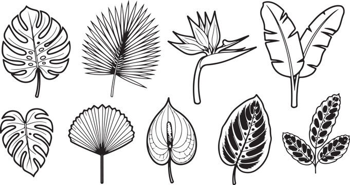 Illustrations of different types of leaves and their basic structures Vector
