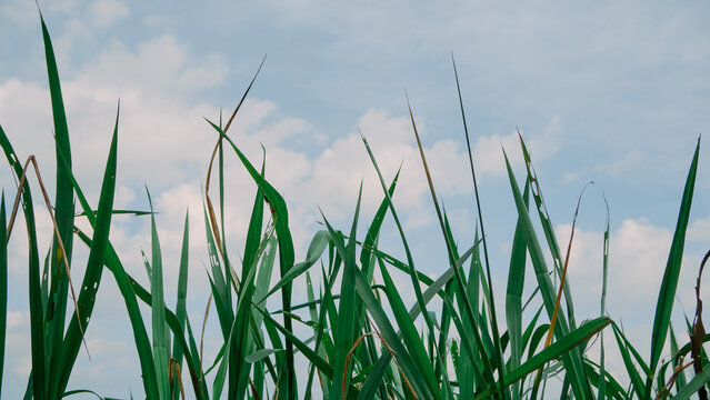 Fresh green grass field in close-up detail.