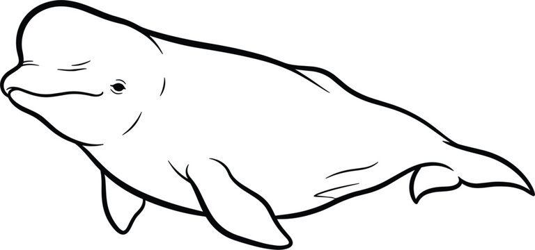 Beluga Whale Hand-Drawn Illustration, Ocean Mammal Vector for Marine Life, Nature, and Aquatic Designs