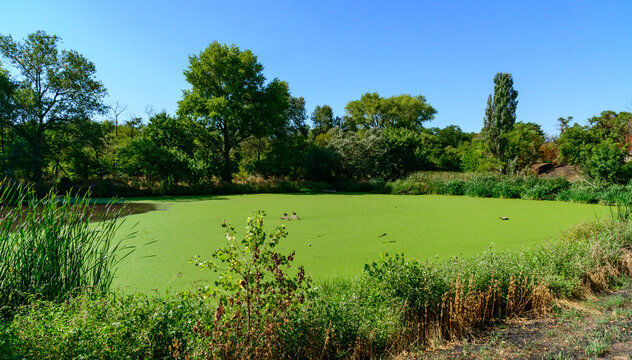 An overgrown hypereutrophic artificial lake in a park