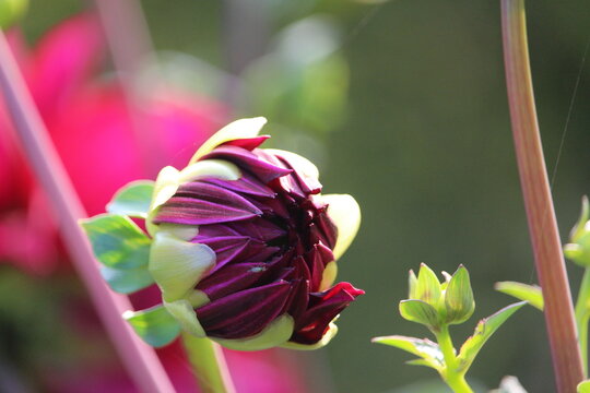 Dahlia is a genus of bushy, tuberous, herbaceous perennial plants native to Mexico and Central America. A member of the Asteraceae family of dicotyledonous plants