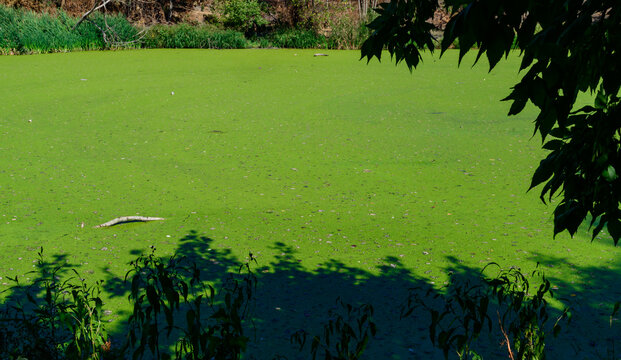 An overgrown hypereutrophic artificial lake in a park
