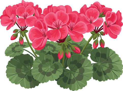 Red geranium flower plant vector illustration with blooming pelargonium flowers and green leaves botanical floral decoration isolated on white background