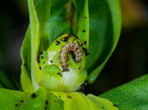 Caterpillar of the corn earworm (also known as corn earworm or cotton bollworm, Helicoverpa zea)