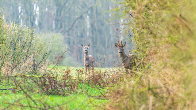Ein Reh in einer Waldlichtung im zeitigen Fr&uuml;hjahr