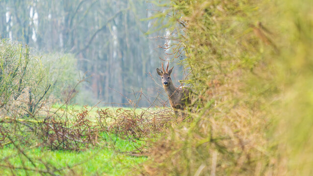 Ein Reh in einer Waldlichtung im zeitigen Fr&uuml;hjahr
