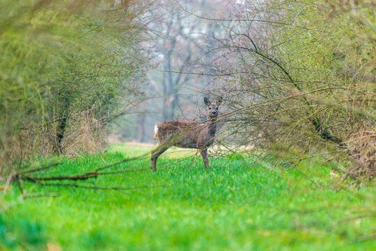 Ein Reh in einer Waldlichtung im zeitigen Fr&uuml;hjahr