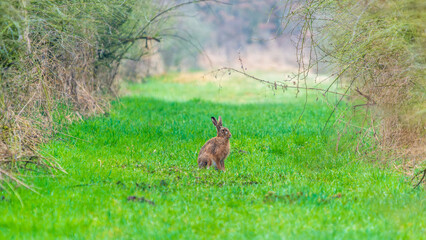 Ein hase sitzt auf einer Waldlichtung im zeitigen Frühjahr © DZiegler