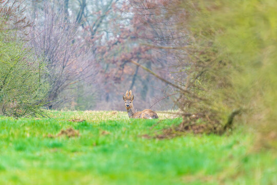 Ein Reh in einer Waldlichtung im zeitigen Fr&uuml;hjahr