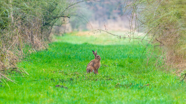 Ein hase sitzt auf einer Waldlichtung im zeitigen Fr&uuml;hjahr