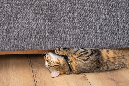 Cat stretches and scratches at base of sofa, damaging modern furniture, focus on anti-vandal upholstery and pet-friendly interior solutions.