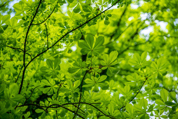 Kasztanowiec © Michal