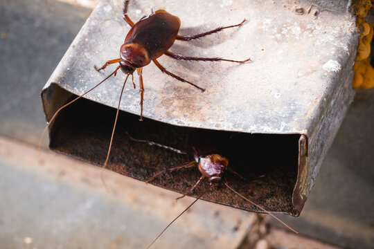 close up photo of cockroaches coming out of an old rusty rain gutter, old house in need of pest control, pest control problem, central focus photo of isnet causing infestation in old residence
