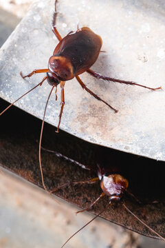 close up photo of cockroaches coming out of an old rusty rain gutter, old house in need of pest control, pest control problem, central focus photo of isnet causing infestation in old residence