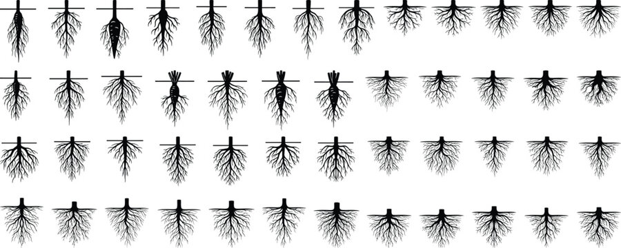 Collection of diverse plant root system silhouettes showing taproots, fibrous networks, underground structures, soil surface lines, botanical anatomy illustration