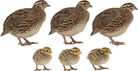 Quail Bird Set with Adult and Chick Illustrations in Various Poses and Sizes for Wildlife and Animal Design Themes © MdMunzurul