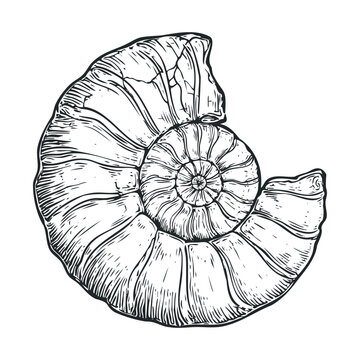 Ammonite fossil shell ancient marine creature illustration depicting the intricate spiral patterns and textured surface of this prehistoric mollusk.