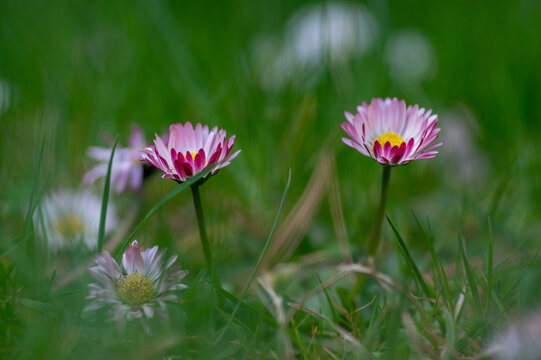 Bellis perennis daisy wild beautiful flowers in bloom, group of flowering plants, white pink petals