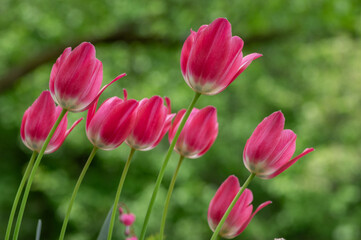 Obraz premium Pink triumph Dynasty tulips flowers blooming in garden with green blurred background photographed close up in natural daylight