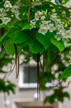 Catalpa bignonioides indian-bean-tree medium sized deciduous ornamental flowering tree, branches with white flowers in bloom