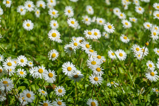margherite nel prato