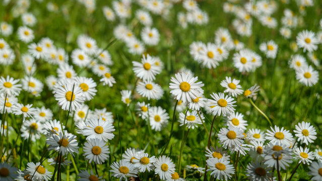 margherite nel prato