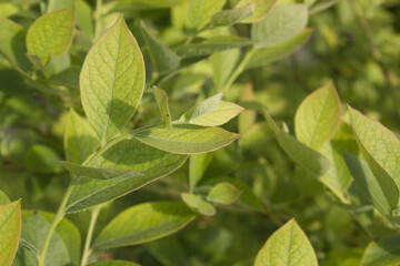 Naklejka premium The leaves of the blueberry tree.