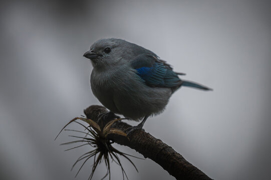 Blue-gray tanager (Thraupis episcopus)