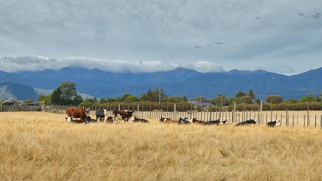 Summer Cattle Farming