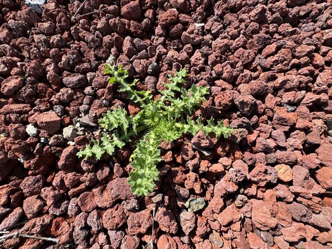 Carduus tenuiflorus, shore thistle, winged plumeless thistle, slender-flowered thistle, a spiny herbaceous plant forming a basal rosette with deeply lobed leaves, growing in volcanic scoria mulch.