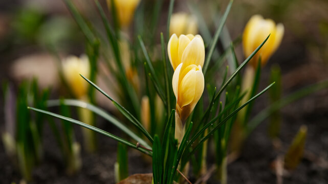 Delicate yellow crocus buds emerging from the dark spring soil. Close up.