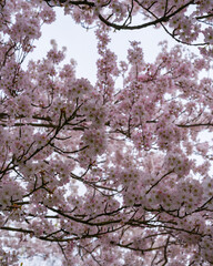 Fototapeta premium pink cherry blossom