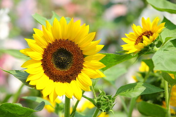 Obraz premium Sunflowers blooming in the garden with green leaves at sunny day 