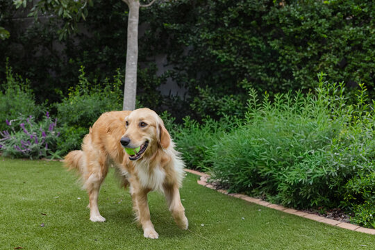 Golden retriever dog is standing on manicured lawn in backyard garden, holding green tennis ball