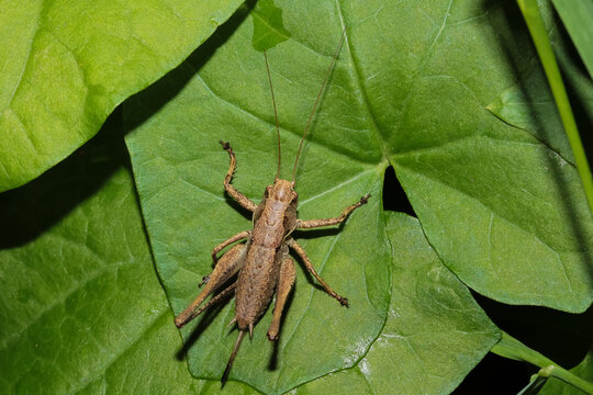 Eine Strauchschrecke, Heuschrecke sitzt auf einem Blatt, Pholidoptera griseoaptera